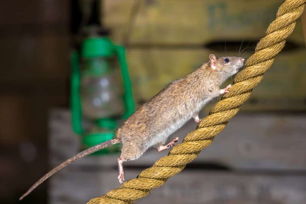 Como identificar ratos em sua casa