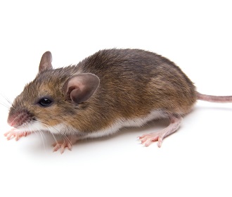 Sinais de ratos em sua casa